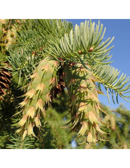 Kanina Pseudotsuga menziesii Daglezja zielona