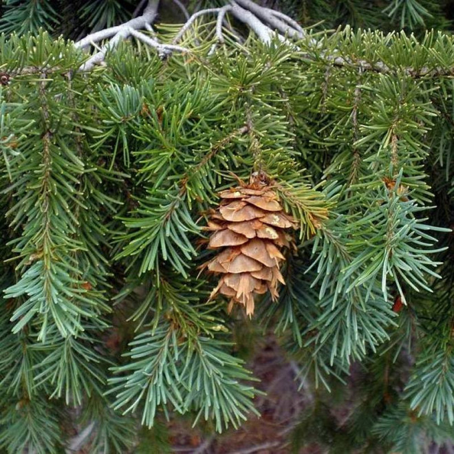 Daglezja zielona Pseudotsuga menziesii Kanina