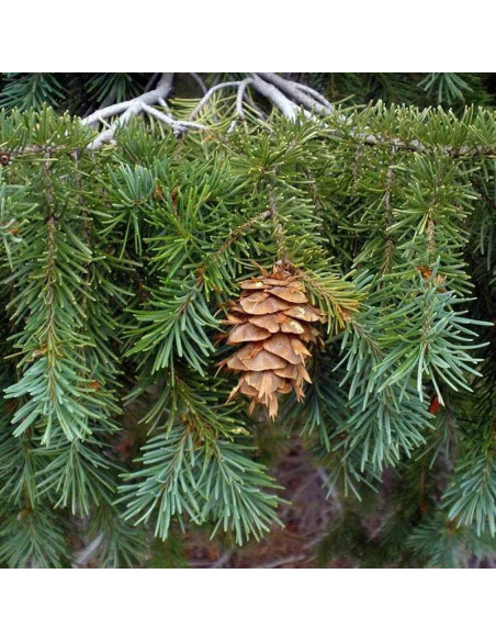 Daglezja zielona Pseudotsuga menziesii Kanina