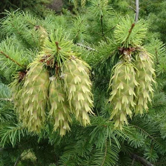 Daglezja zielona Holmstrup Pseudotsuga menziesii Daglezja zielona Holmstrup Pseudotsuga menziesii