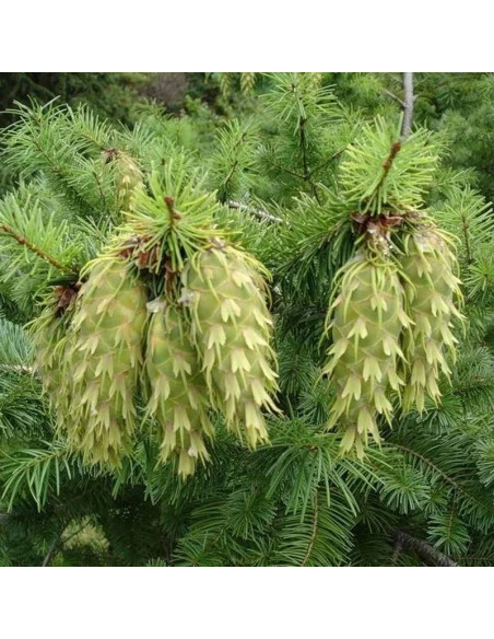 Daglezja zielona Holmstrup Pseudotsuga menziesii