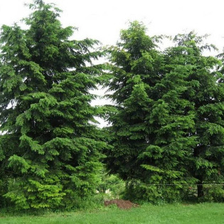 Daglezja zielona Holmstrup Pseudotsuga menziesii 2