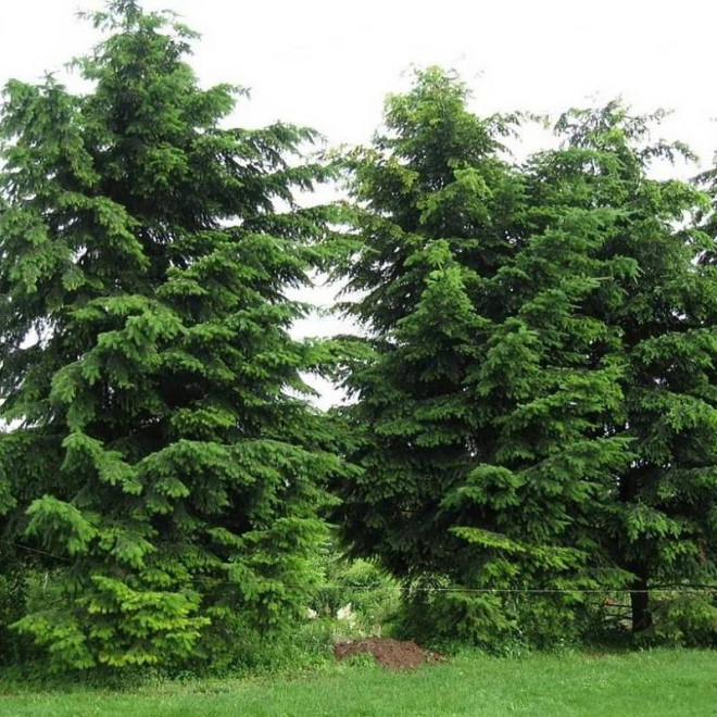 Holmstrup Pseudotsuga menziesii Daglezja zielona Holmstrup Pseudotsuga menziesii Daglezja zielona