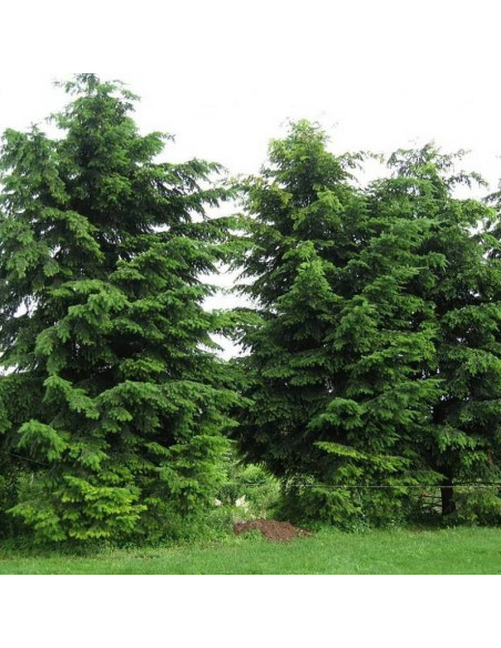 Holmstrup Pseudotsuga menziesii Daglezja zielona