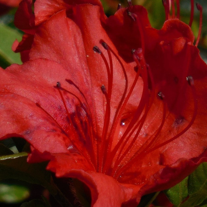 Azalia japońska Lola Rhododendron obtusum