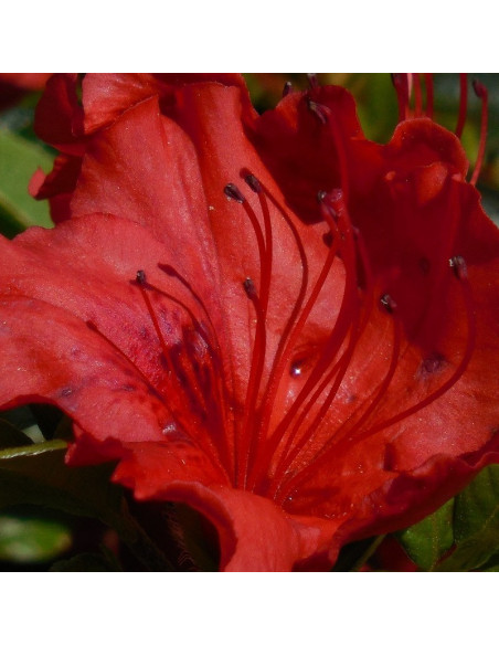 Azalia japońska Lola Rhododendron obtusum