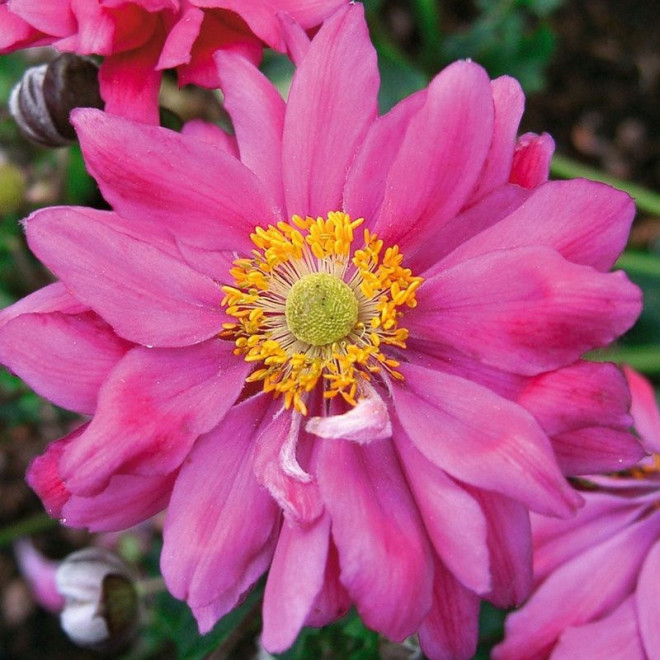 Zawilec japoński Prinz Heinrich Anemone hupehensis var. japonica