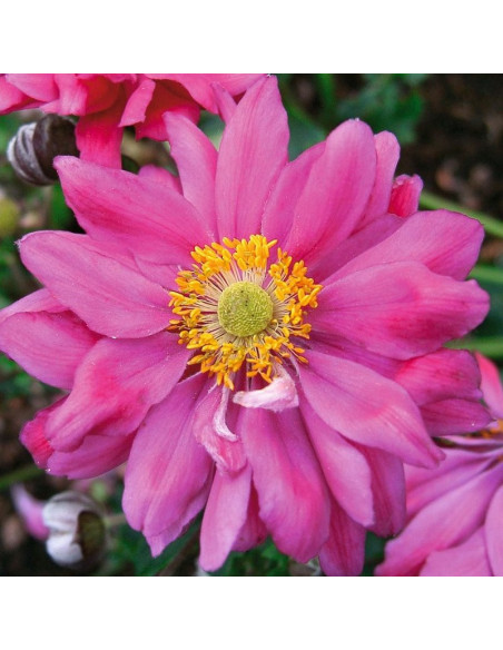 Zawilec japoński Prinz Heinrich Anemone hupehensis var. japonica