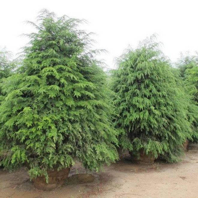 Daglezja zielona Pseudotsuga menziesii Holmstrup Daglezja zielona Pseudotsuga menziesii Holmstrup