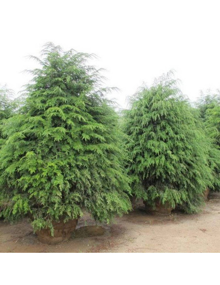 Daglezja zielona Pseudotsuga menziesii Holmstrup