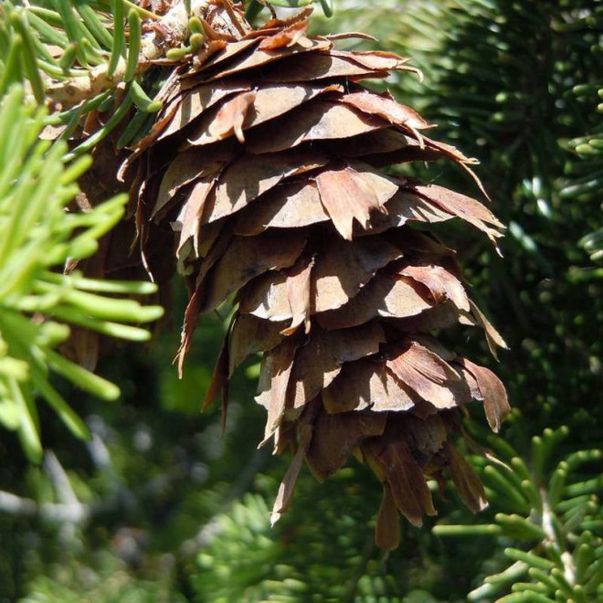 Daglezja zielona Hofman Pseudotsuga menziesii Daglezja zielona Hofman Pseudotsuga menziesii