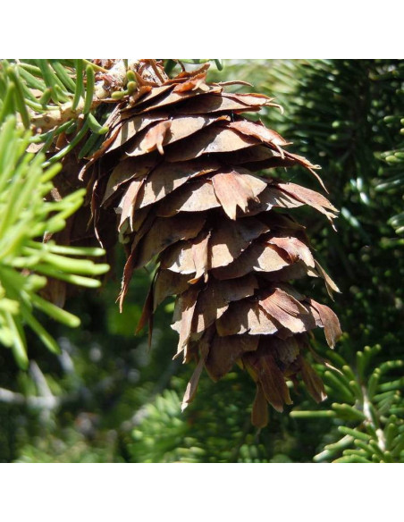 Daglezja zielona Hofman Pseudotsuga menziesii