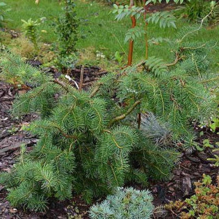 Daglezja zielona Hofman Pseudotsuga menziesii 2