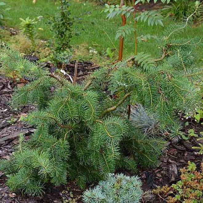 Hofman Pseudotsuga menziesii Daglezja zielona Hofman Pseudotsuga menziesii Daglezja zielona