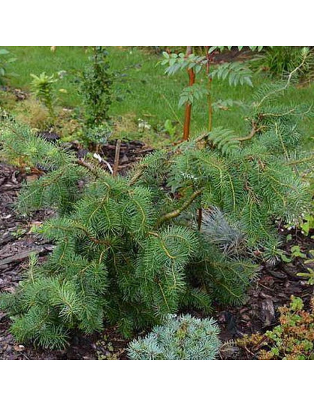 Hofman Pseudotsuga menziesii Daglezja zielona