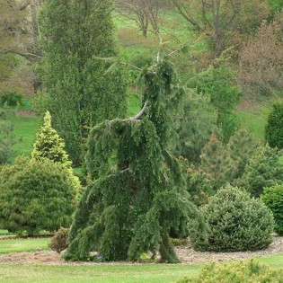 Graceful Grace Pseudotsuga menziesii Daglezja zielona