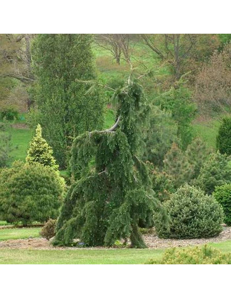 Graceful Grace Pseudotsuga menziesii Daglezja zielona