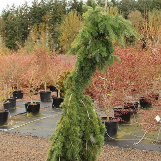 Graceful Grace Pseudotsuga menziesii Daglezja zielona 2