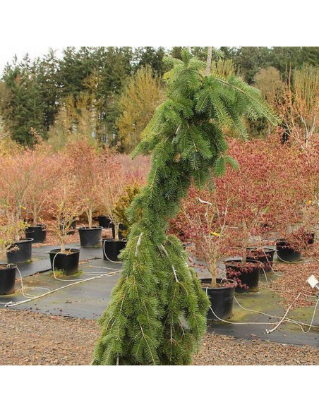 Daglezja zielona Graceful Grace Pseudotsuga menziesii