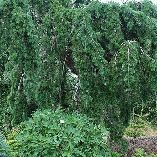 Daglezja zielona Pseudotsuga menziesii Graceful Grace