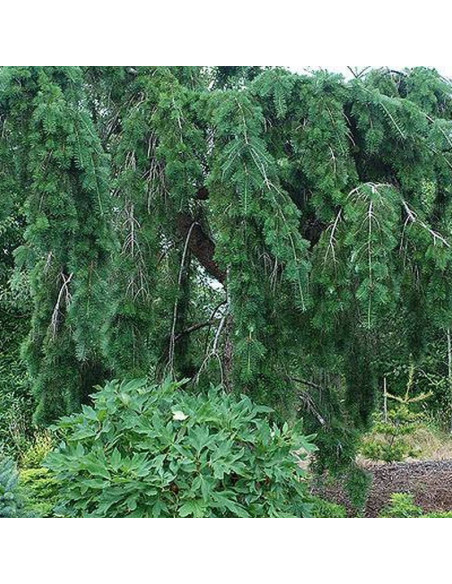 Daglezja zielona Pseudotsuga menziesii Graceful Grace