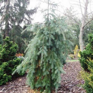 Glauca Pendula Pseudotsuga menziesii Daglezja zielona