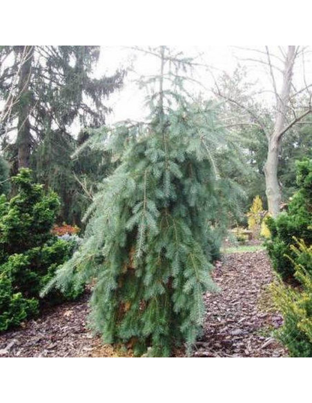 Glauca Pendula Pseudotsuga menziesii Daglezja zielona