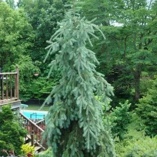 Glauca Pendula Pseudotsuga menziesii Daglezja zielona 2