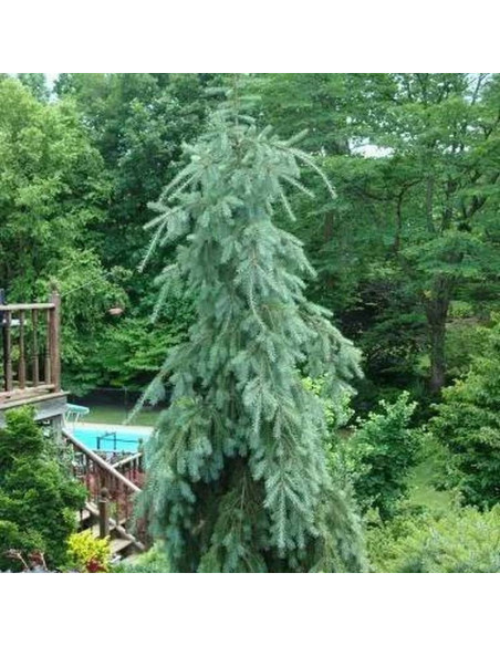 Daglezja zielona Glauca Pendula Pseudotsuga menziesii