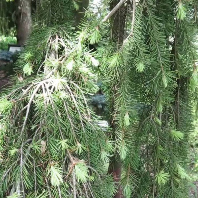 Daglezja zielona Pseudotsuga menziesii Glauca Pendula