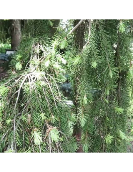 Daglezja zielona Pseudotsuga menziesii Glauca Pendula