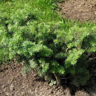 Fletcheri Pseudotsuga menziesii Daglezja zielona