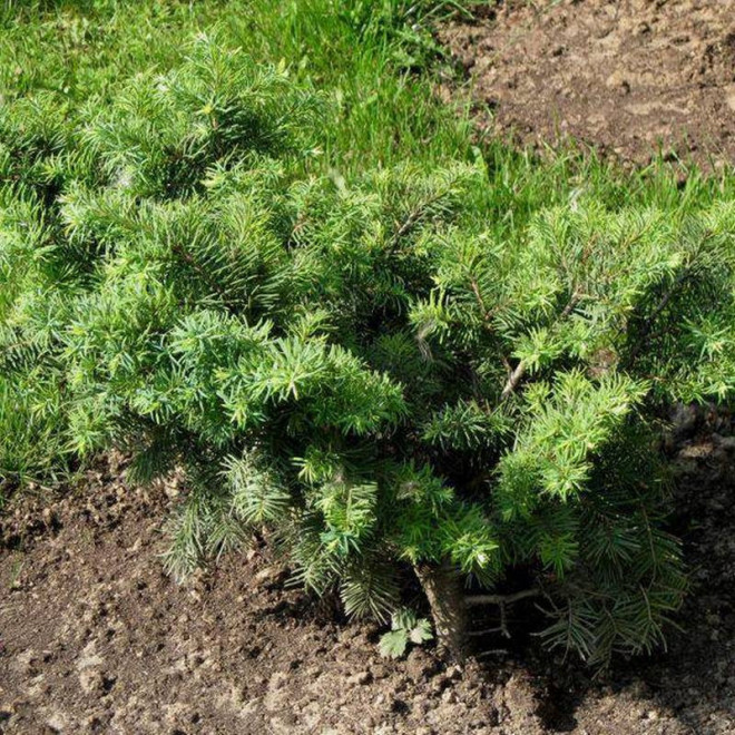 Fletcheri Pseudotsuga menziesii Daglezja zielona Fletcheri Pseudotsuga menziesii Daglezja zielona