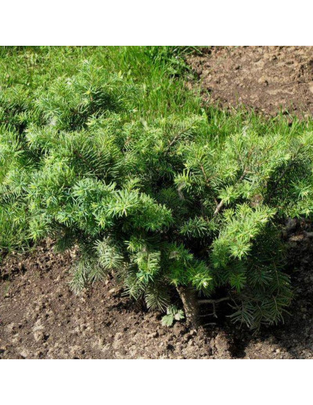 Fletcheri Pseudotsuga menziesii Daglezja zielona