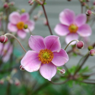 Zawilec japoński September Charm Anemone hupehensis