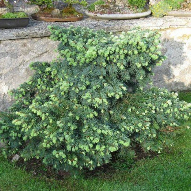 Daglezja zielona Fletcheri Pseudotsuga menziesii Daglezja zielona Fletcheri Pseudotsuga menziesii