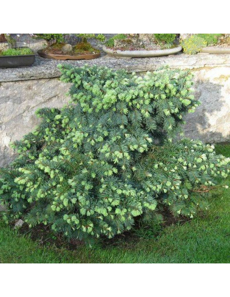 Daglezja zielona Fletcheri Pseudotsuga menziesii