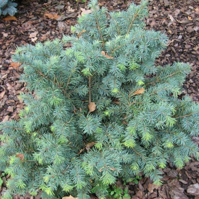 Daglezja zielona Pseudotsuga menziesii Fletcheri Daglezja zielona Pseudotsuga menziesii Fletcheri