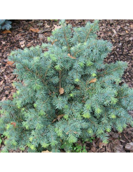 Daglezja zielona Pseudotsuga menziesii Fletcheri