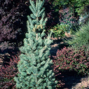 Daglezja zielona Fastigiata Pseudotsuga menziesii