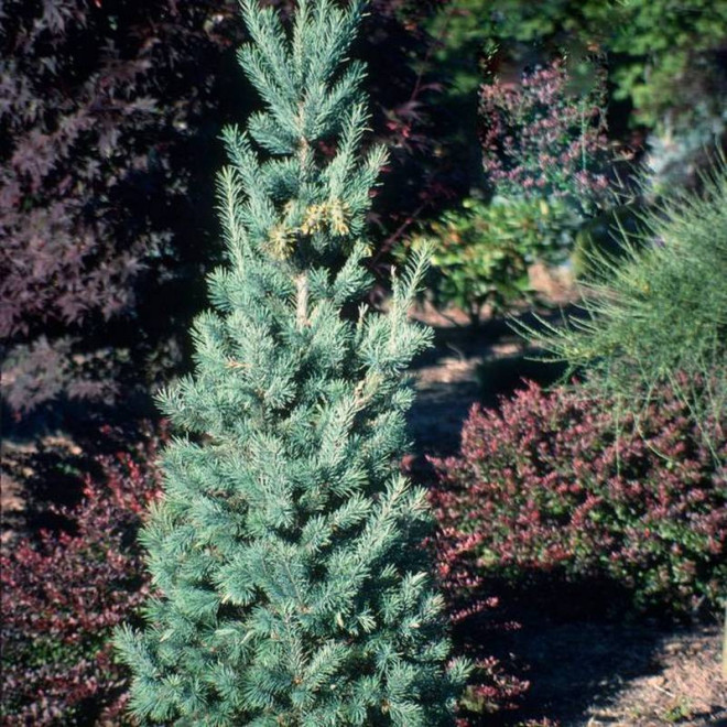 Daglezja zielona Fastigiata Pseudotsuga menziesii Daglezja zielona Fastigiata Pseudotsuga menziesii