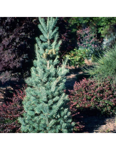 Daglezja zielona Fastigiata Pseudotsuga menziesii