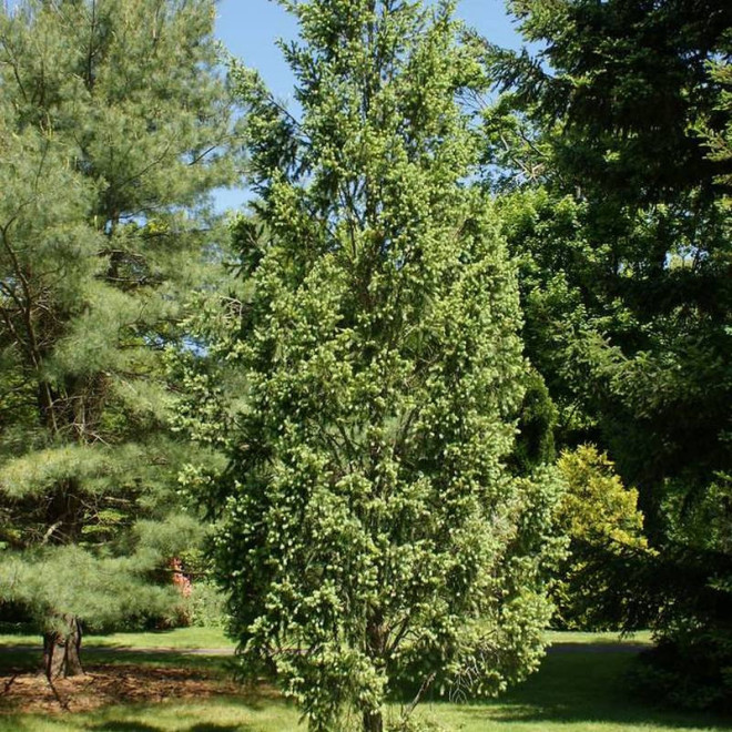 Fastigiata Pseudotsuga menziesii Daglezja zielona Fastigiata Pseudotsuga menziesii Daglezja zielona