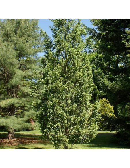 Fastigiata Pseudotsuga menziesii Daglezja zielona