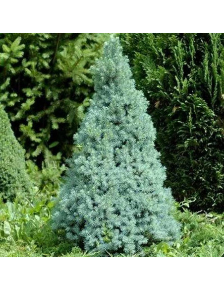 Daglezja zielona Pseudotsuga menziesii Fastigiata