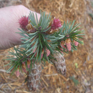 Pseudotsuga zielona f. viridis Pseudotsuga menziesii