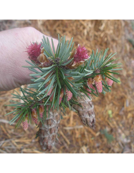 Pseudotsuga zielona f. viridis Pseudotsuga menziesii