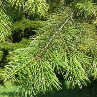 Pseudotsuga zielona f. viridis Pseudotsuga menziesii 2