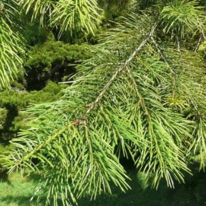 f. viridis Pseudotsuga menziesii Pseudotsuga zielona f. viridis Pseudotsuga menziesii Pseudotsuga zielona