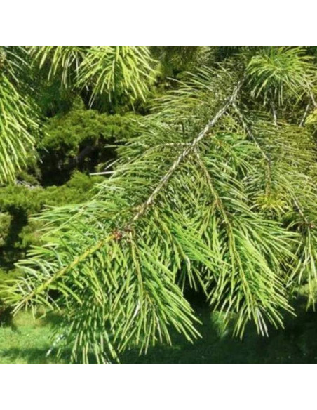 f. viridis Pseudotsuga menziesii Pseudotsuga zielona